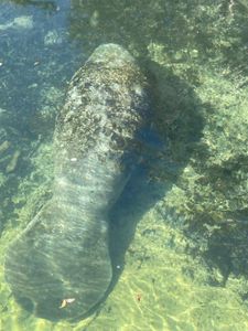 Manatee in Crystal River